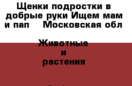 Щенки подростки в добрые руки.Ищем мам и пап  - Московская обл. Животные и растения » Собаки   